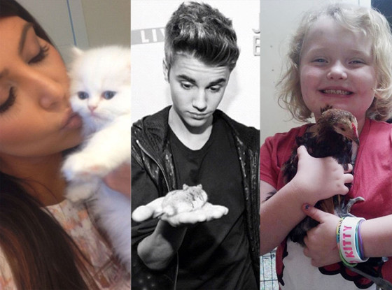 Kim Kardashian, Mercy, Honey Boo Boo, Chicken Nugget, Justin Bieber, Hamster Pac Kim Kardashian, Mercy, Honey Boo Boo, Chicken Nugget, Justin Bieber, Hamster Pac